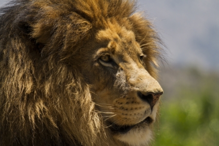 LEO THE LION - big, stare, mane, cat