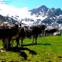 Cows at Stubai Valley, Austria