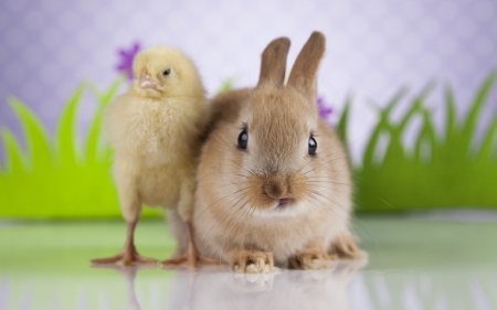 Happy Easter! - chick, easter, bunny, spring, pasare, bird, rabbit, rodent, cute