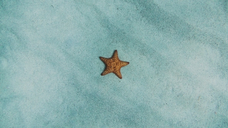 Starfish - one, summer, water, view from the top, starfish, vara, blue