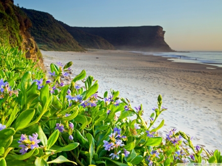 Flower Beach - flowers, nature, beach, sea, sky