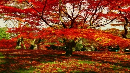 Autumn Amusement Park - trees, nature, autumn, park, leaves