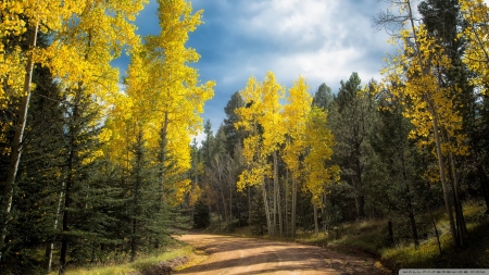 Autumn Drive in Colorado - trees, nature, autumn, forest, colorado, sky