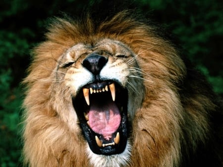 roaring lion - feline, face, lion, cat