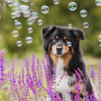 Dog and bubbles