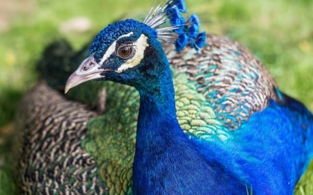 Peacock - paun, peacock, blue, green, pasare, feather