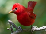 Red bird