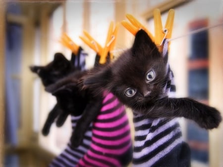 Panchito - rebecasaray, pink, cat, rebeca saray, black, pisica, animal, kitten, paw, cute