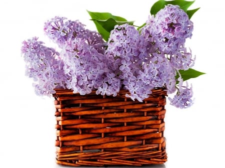 LILACS IN A BASKET - flowers, image, basket, lilacs