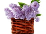 LILACS IN A BASKET