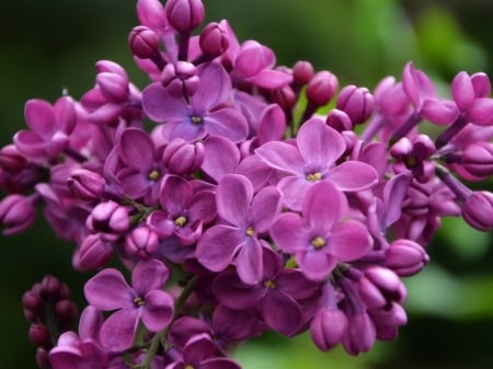 LOVELY LILACS