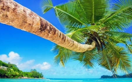 Tropical Island - beach, palm tree, sea, paradise