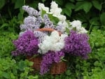 THREE COLOURS OF LILACS