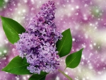 PURPLE LILACS