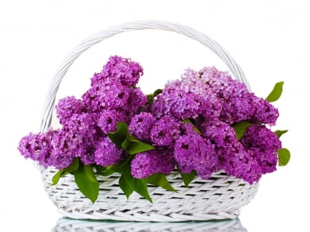 BEAUTIFUL LILACS - LILACS, IMAGE, BEAUTIFUL, FLOWERS