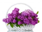 BEAUTIFUL LILACS