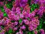 PRETTY LILACS