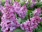 LOVELY LILAC FLOWERS