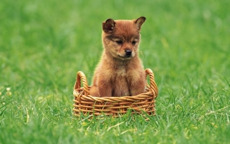 Cute Puppy - ground, basket, animal, dog, grass, puppy