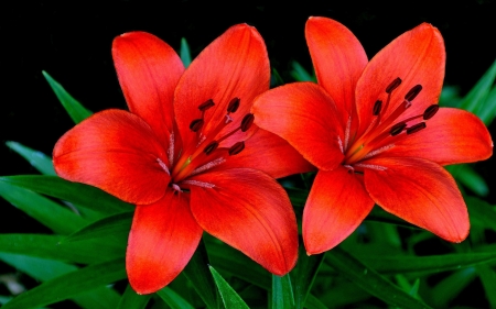 Two Beautiful Orange Lilies - flowers, lilies, nature, orange, petals