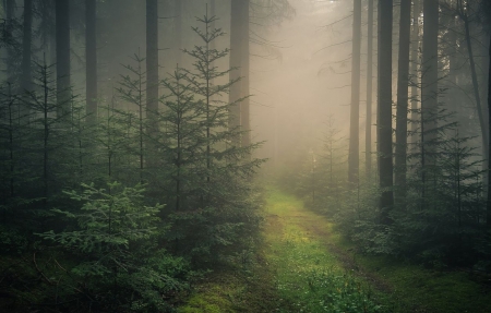 Fog - fog, tree, forest, mist