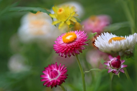 Flowers - flower, yellow, pink, garden