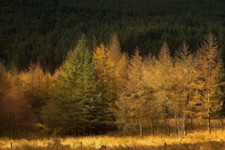 Beautiful nature - wonderful, lovely, tree, autumn