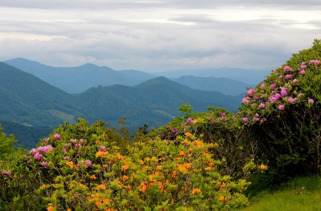 Our Mother Earth - nature, sky, mountain, flower