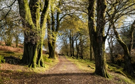 Dartmoor Track, England - road, England, trees, autumn