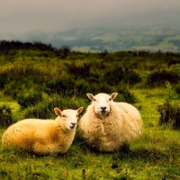 Two sheep