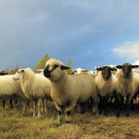 Herd of sheep