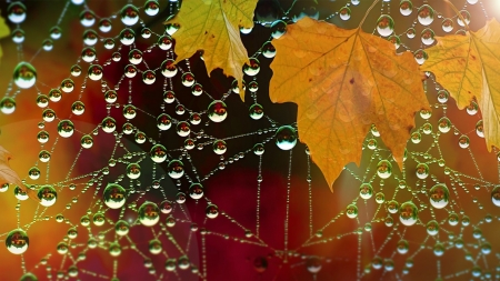 Autumn wallpaper - dewdrops, spider web, autumn, rain, raindrops, photography, leaf, wallpaper, web, nature, abstract, fall, macro, leaves, drops