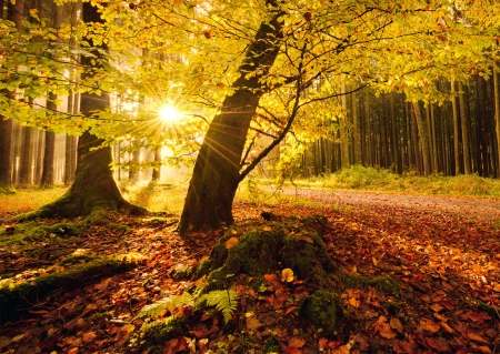 Sunlight in autumn forest - branches, morning, rays, autumn, sunlight, trees, sun, path, foliage, glow, fall, forest, walk, beautiful, leaves, golden