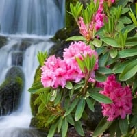  Waterfall with Pink Flowers