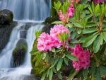  Waterfall with Pink Flowers