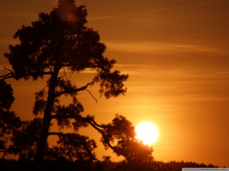 Sun on a Tree Branch - sky, tree, nature, sun, branch