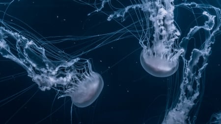 Jellyfish - summer, animal, water, jellyfish, blue, underwater