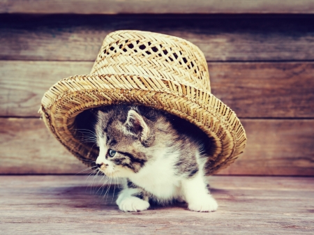 Cute Kitty - hat, cat, kitty, animal, cute