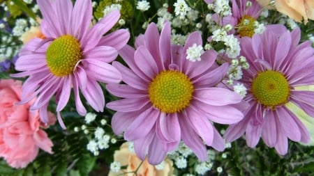 Purple Daisies - daisies, flowers, nature, purple, petals