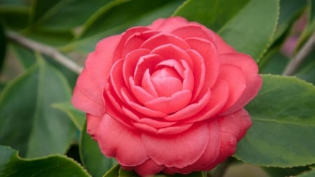 Pink Camellia - bloom, flowers, nature, green, pink, leaves, camellia