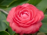 Pink Camellia