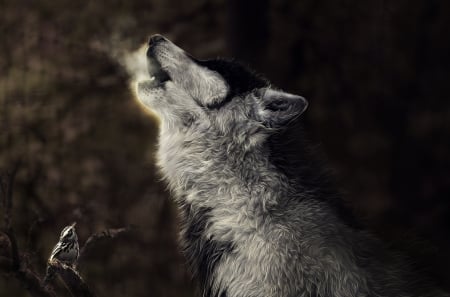 Howling - bird, lup, fantasy, animal, wolf, pasare, howl