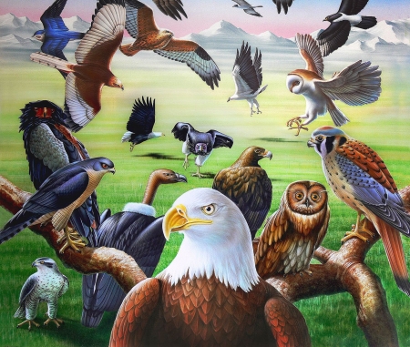 Raptors - owl, vulture, eagle, painting, hawk, artwork, falcon