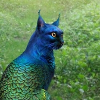 Peacock cat