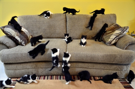 Spidercats training - training, pillows, cats, kitten, sofa, couch