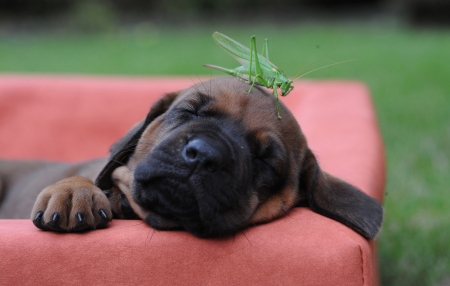 Close encounter... - sleeping, bullmastiff, sofa, puppy, grass, grasshopper, couch