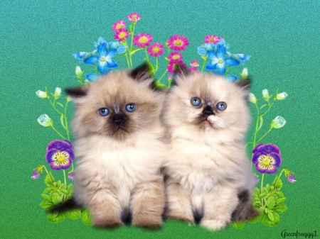 CUTE KITTENS