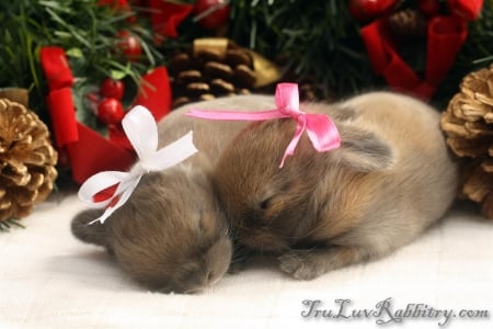 Baby Bunnies - cute, bunnies, little, baby