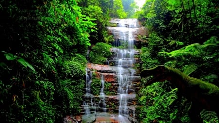 Forest Falls - trees, nature, waterfall, moss, grass, forest