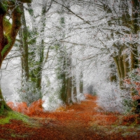 Frosted Autumn Forest